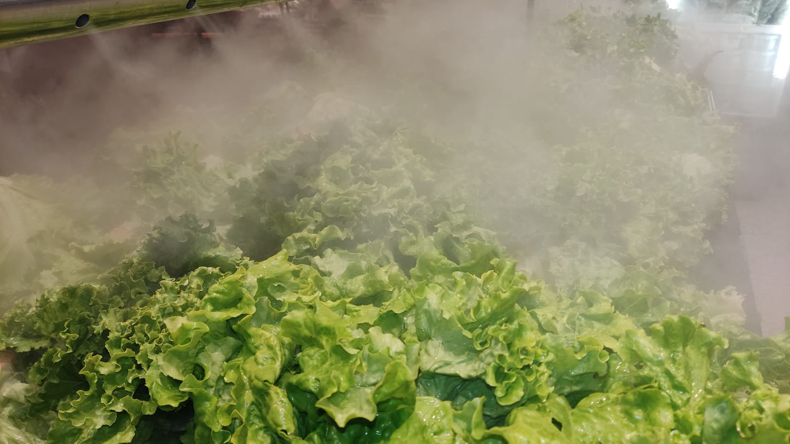 Fumacinha sobre as verduras